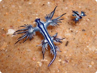 ウミウシの一種